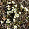 Diapensia lapponica. Cushion plant, small white flowers.